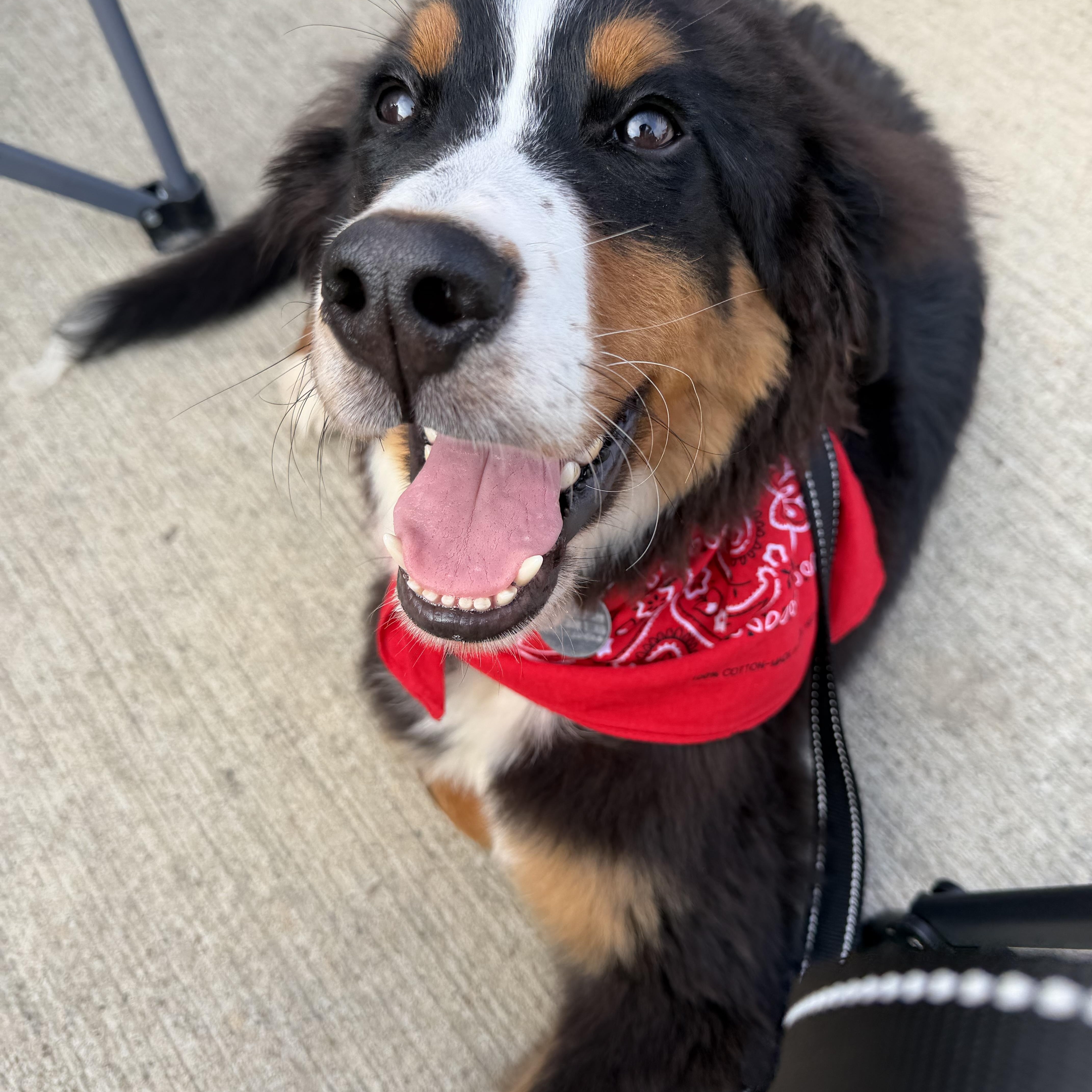 Enlarge Atlas, a ADOPTABLE Bernese Mountain Dog in Cleveland, OH image 1/4