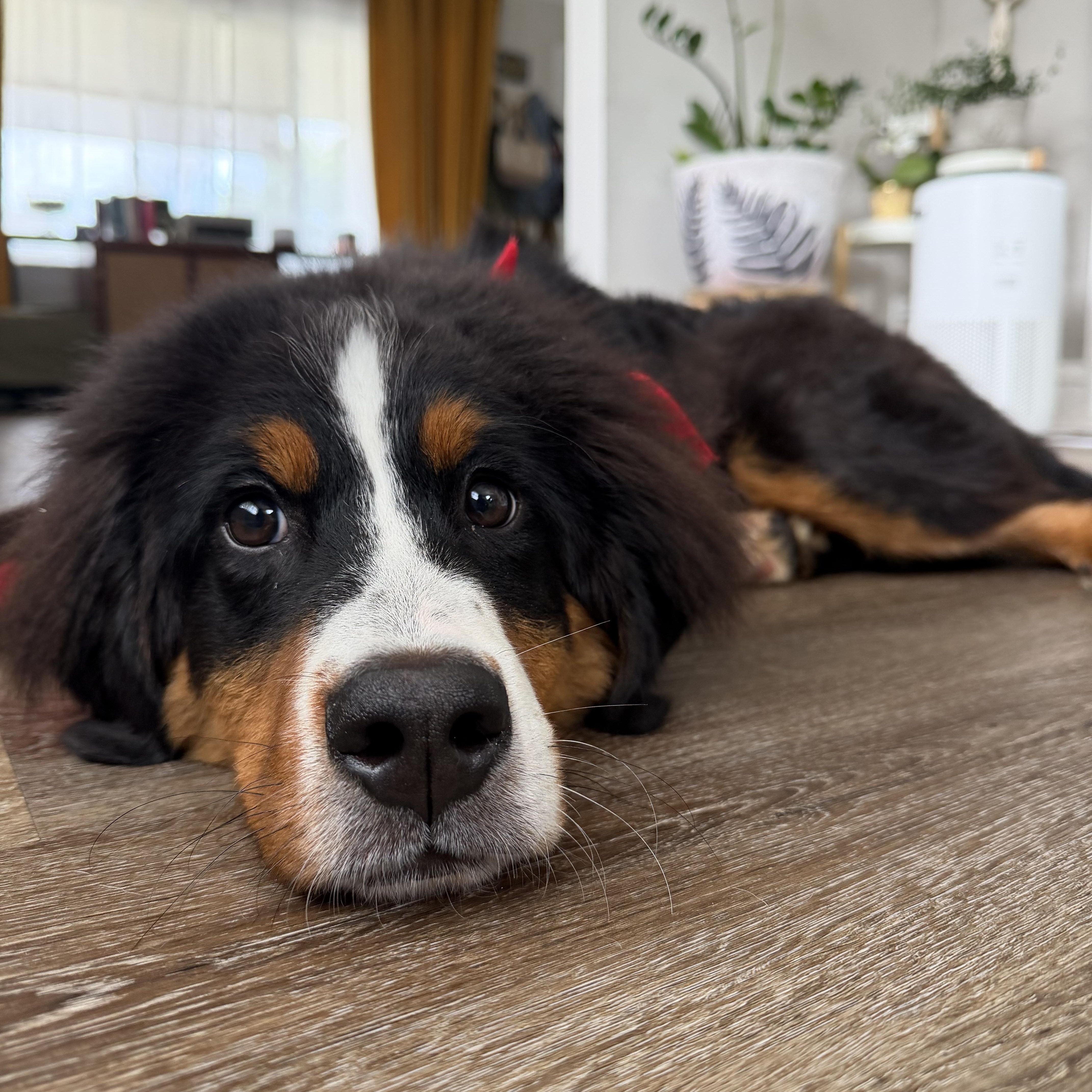 Enlarge Atlas, a ADOPTABLE Bernese Mountain Dog in Cleveland, OH image 4/4