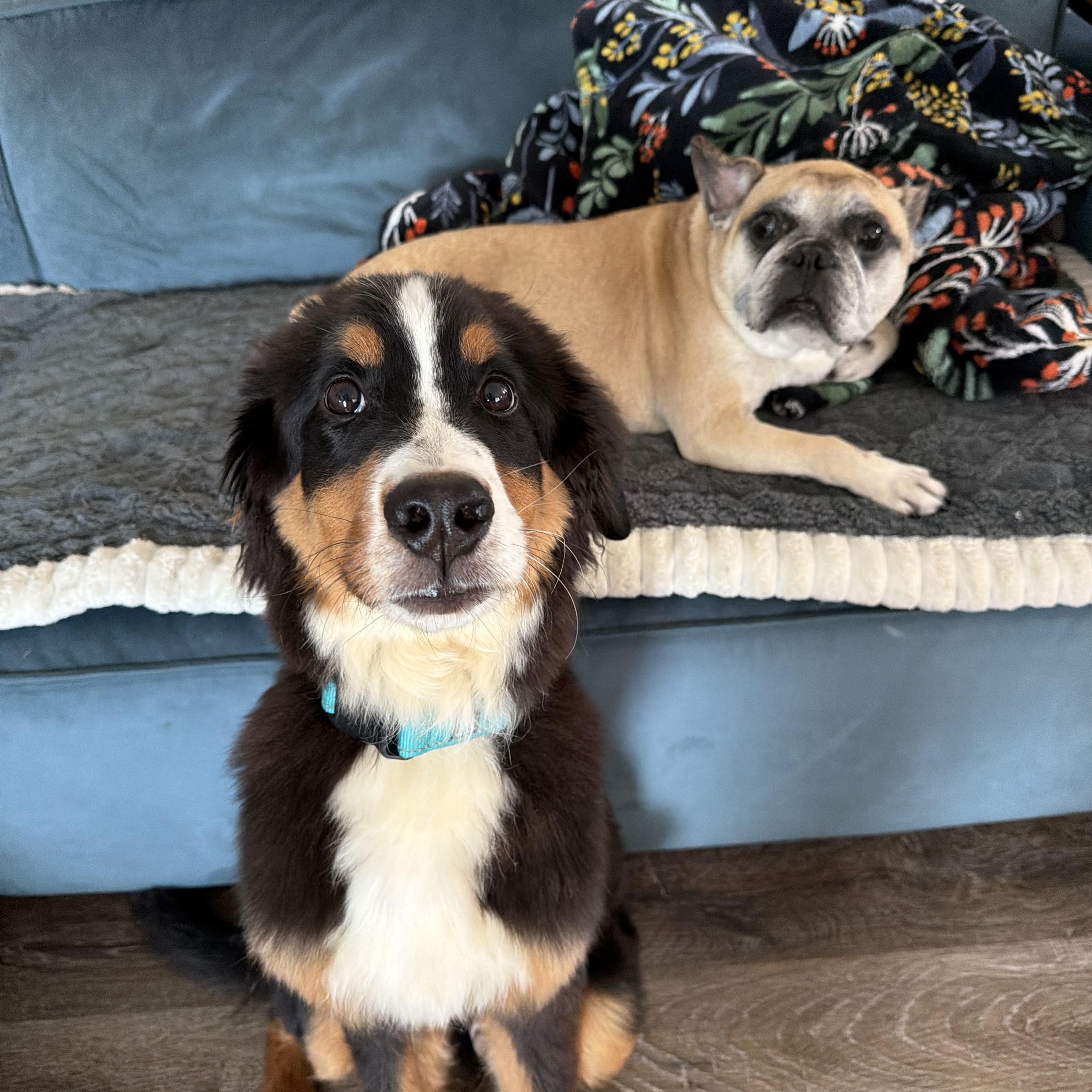 Enlarge Atlas, a ADOPTABLE Bernese Mountain Dog in Cleveland, OH image 3/4