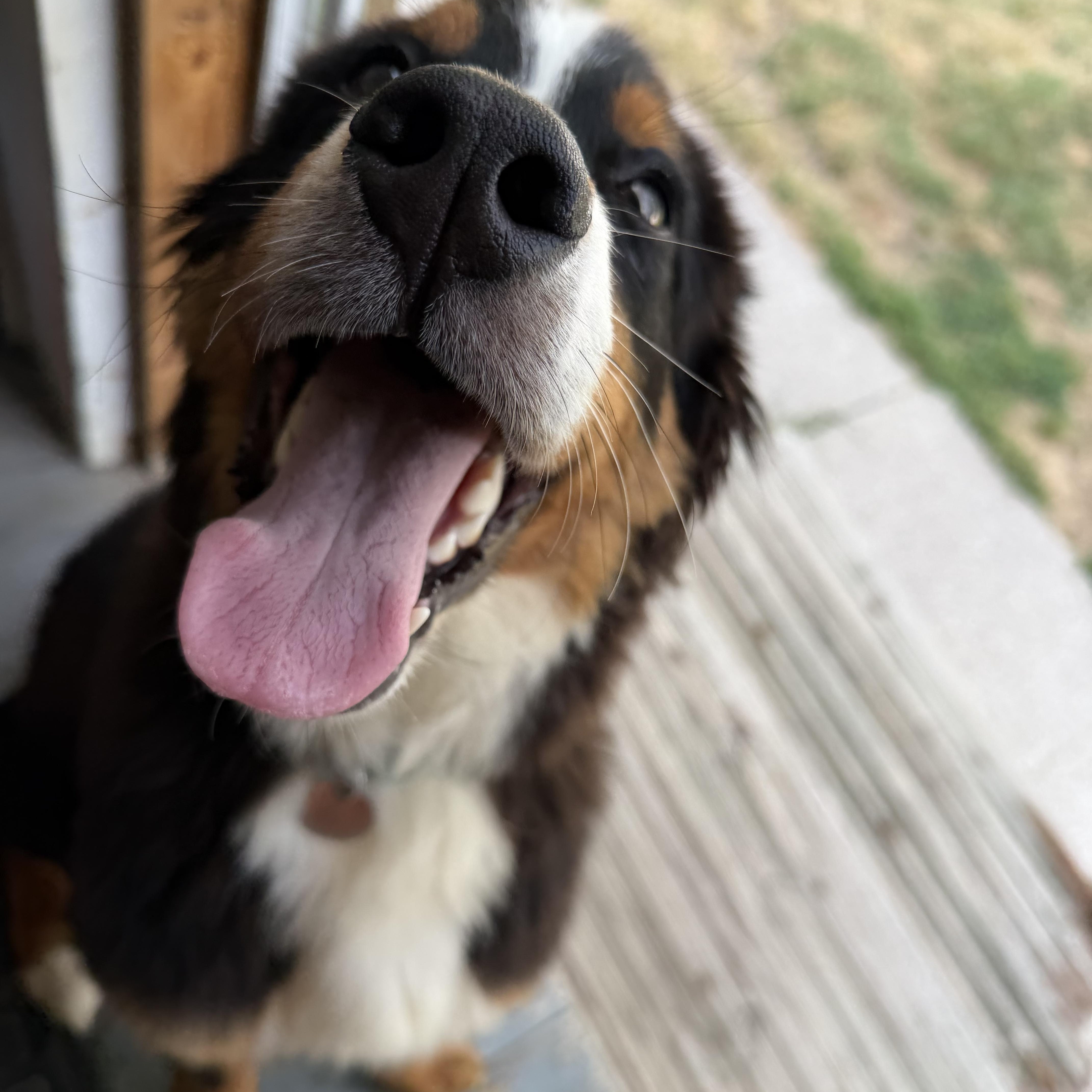 Enlarge Atlas, a ADOPTABLE Bernese Mountain Dog in Cleveland, OH image 2/4