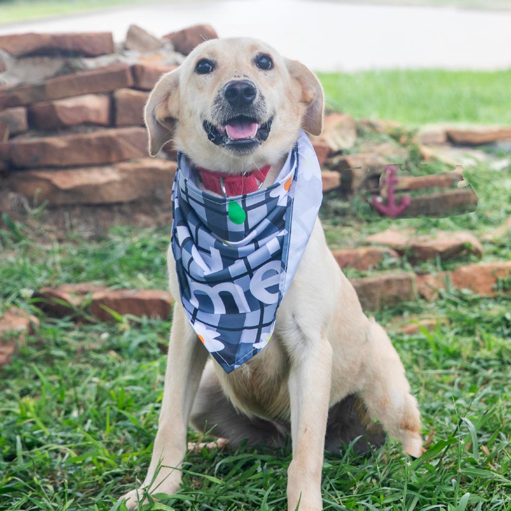 Pancake, Adoptable, Young Female Mixed Breed.