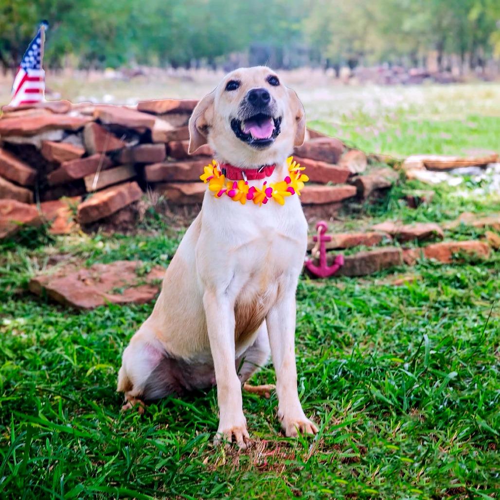 Pancake, a Adoptable Mixed Breed in Lake Jackson, TX image 2/5
