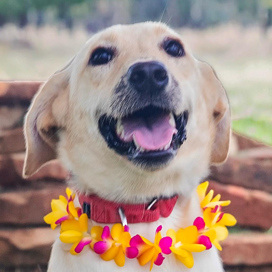 Pancake, a Adoptable Mixed Breed in Lake Jackson, TX image 3/5