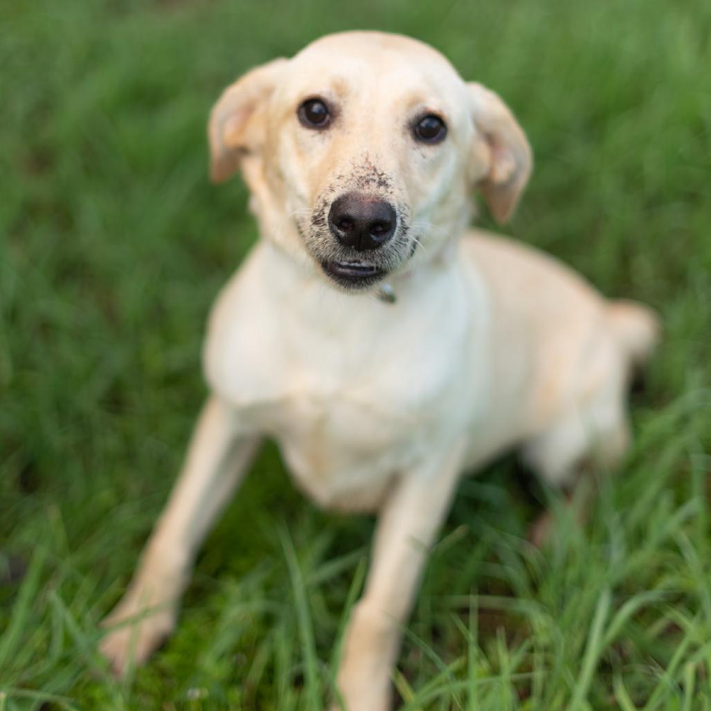 Pancake, a Adoptable Mixed Breed in Lake Jackson, TX image 4/5