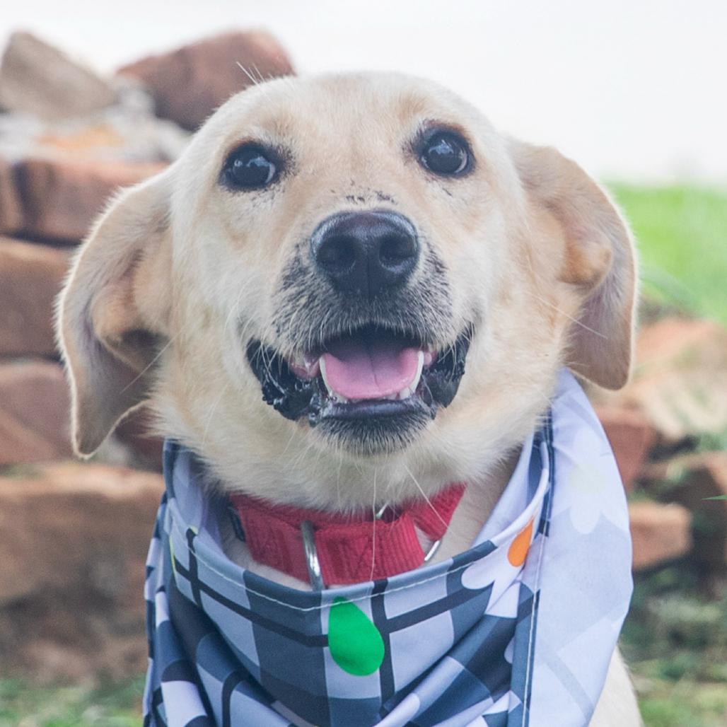 Pancake, a Adoptable Mixed Breed in Lake Jackson, TX image 5/5