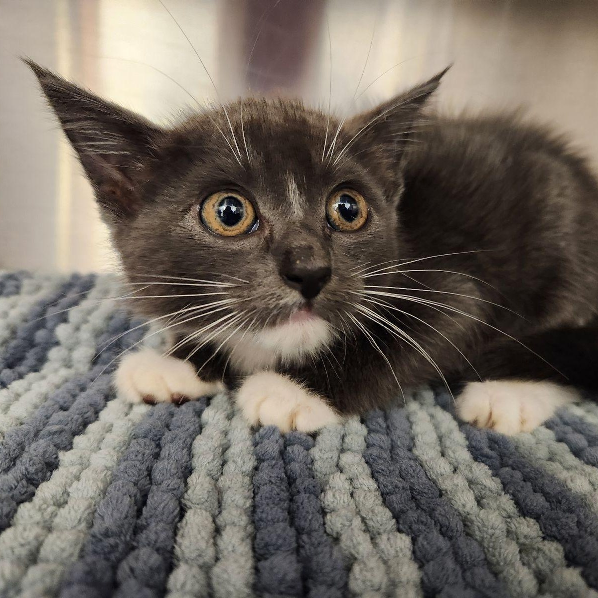 Opal, Adoptable, Kitten Female Domestic Short Hair.