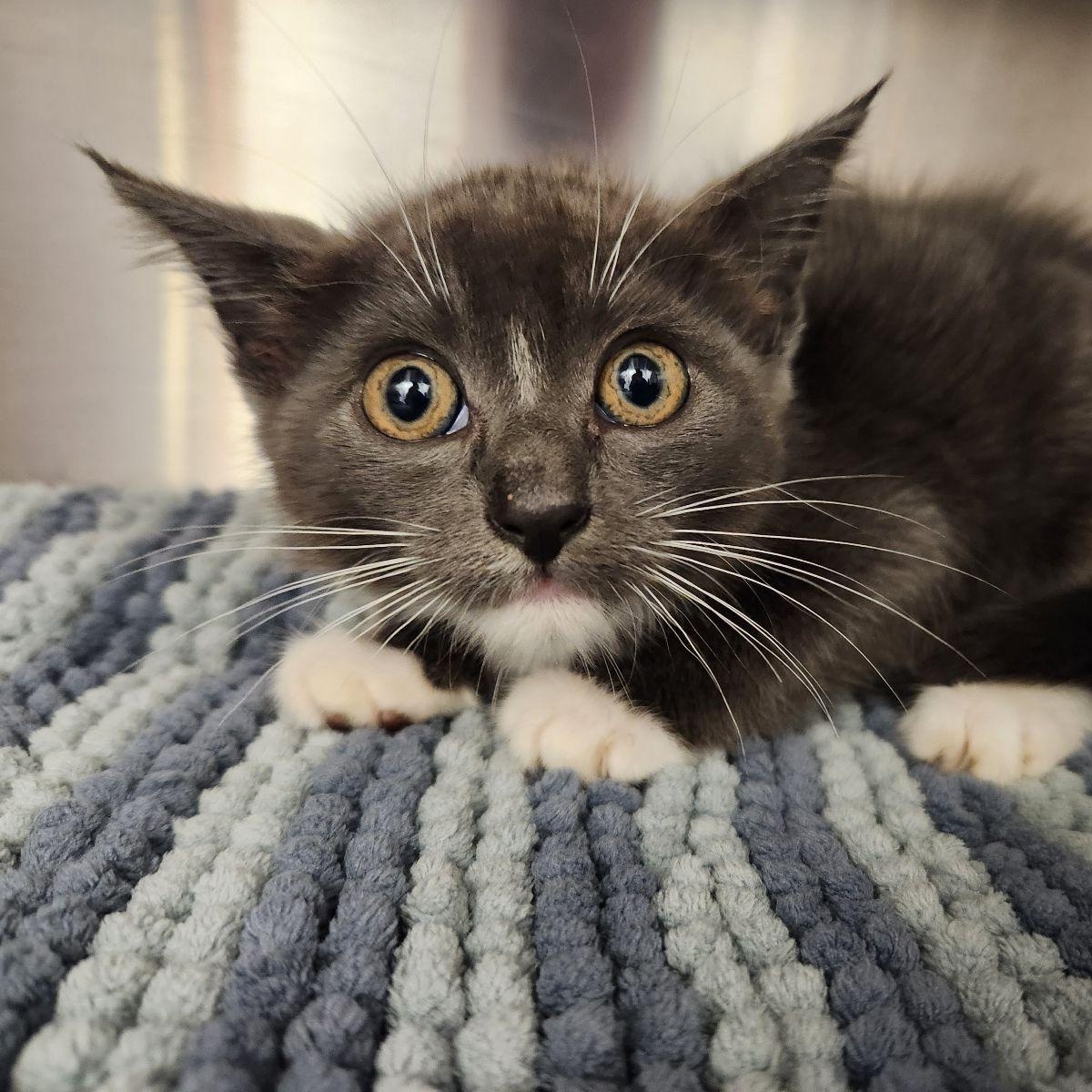 Enlarge Opal, a Adoptable Domestic Short Hair in Liberty, MO image 2/2