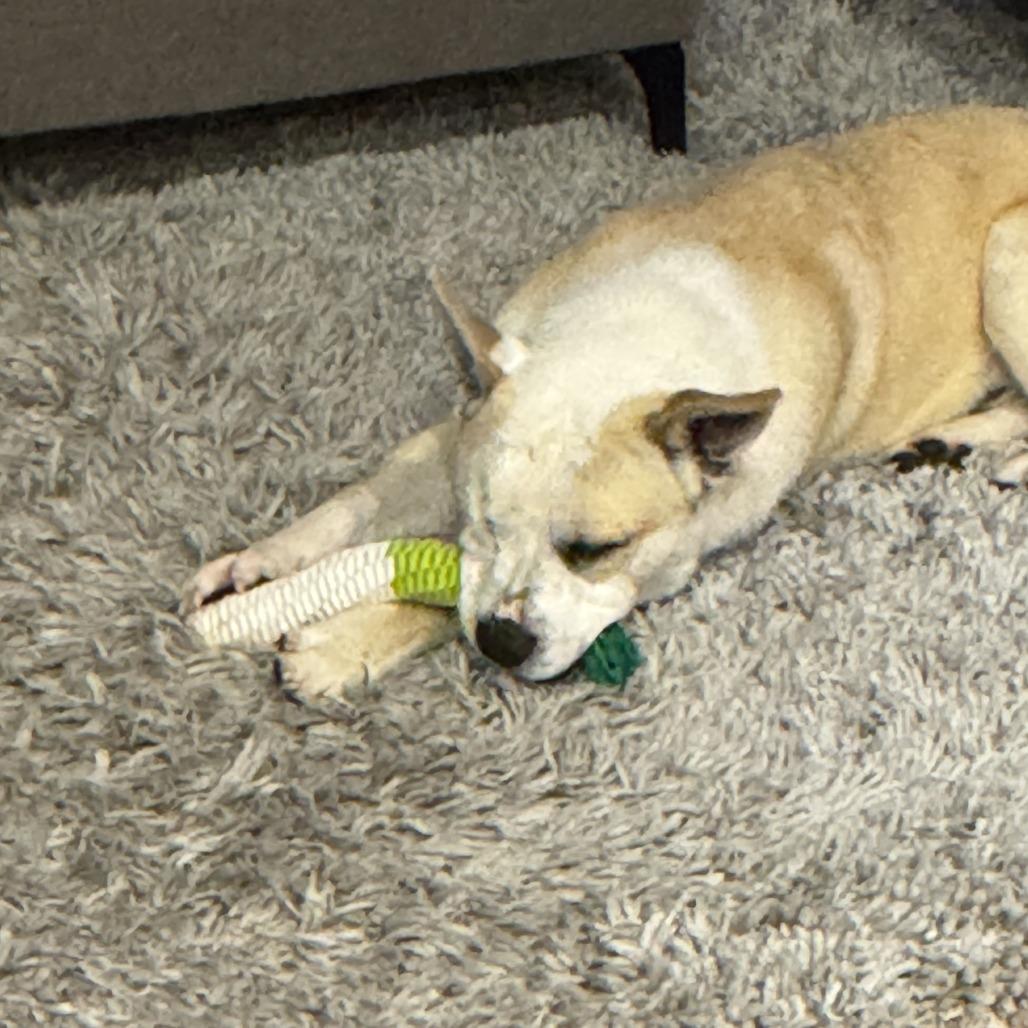 Enlarge TJ, a Adoptable mixed breed in Sonoma, CA image 1/6