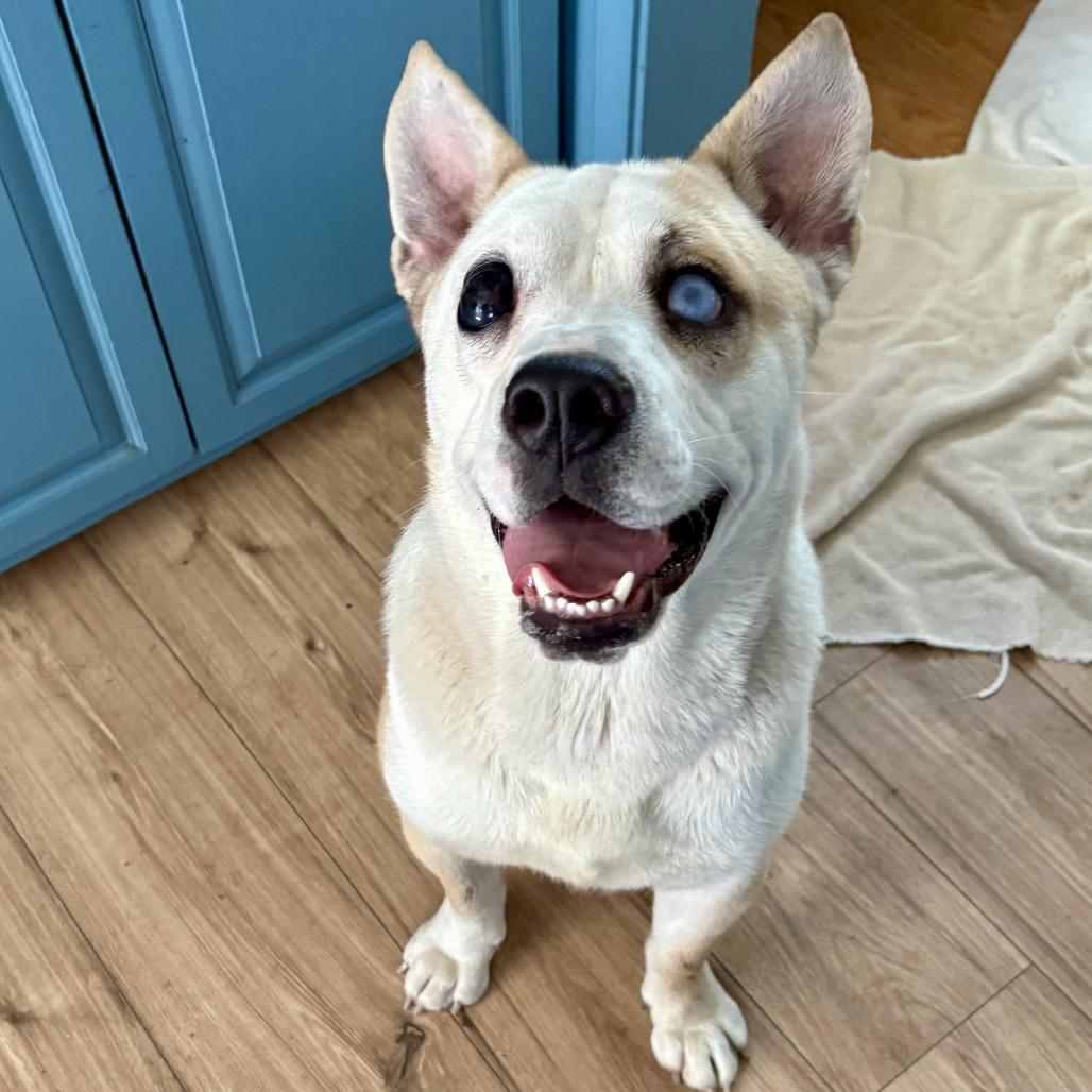 Enlarge TJ, a Adoptable mixed breed in Sonoma, CA image 2/6