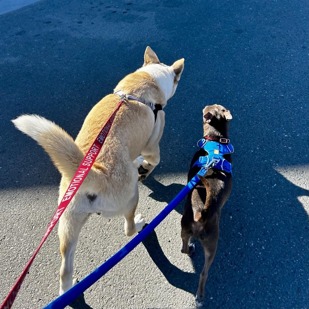 TJ, a Adoptable mixed breed in Sonoma, CA image 1/6