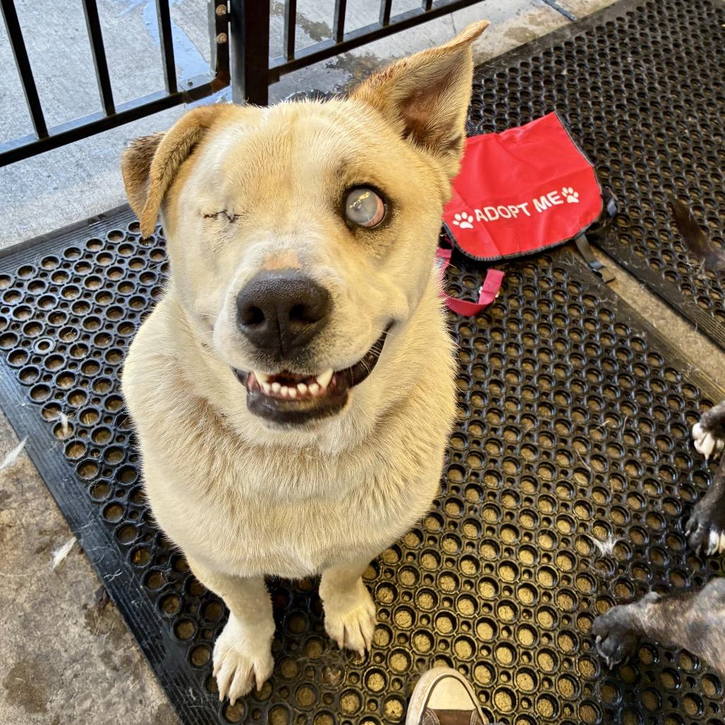 Enlarge TJ, a Adoptable Yellow Labrador Retriever in Sonoma, CA image 1/5