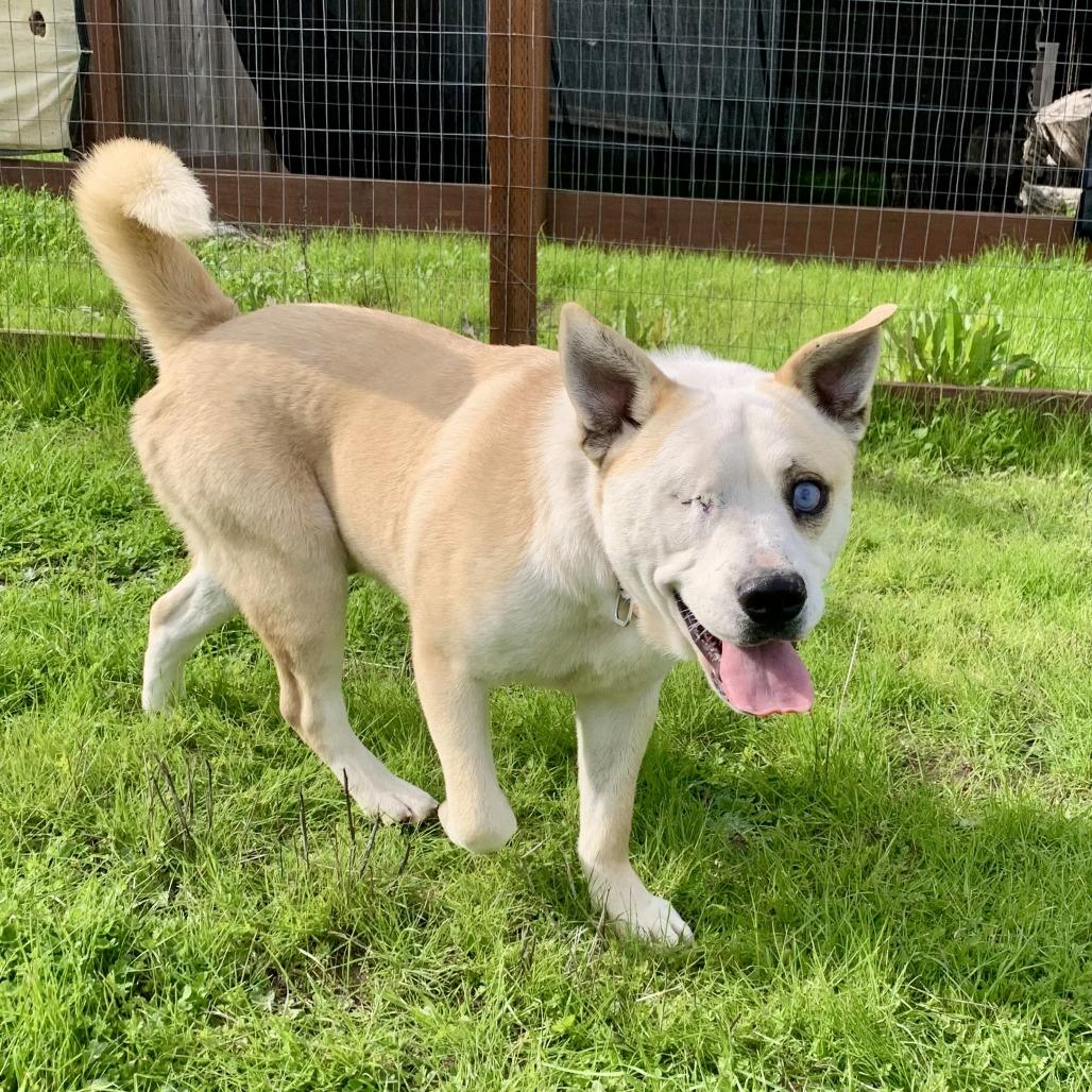 TJ, a Adoptable mixed breed in Sonoma, CA image 2/6