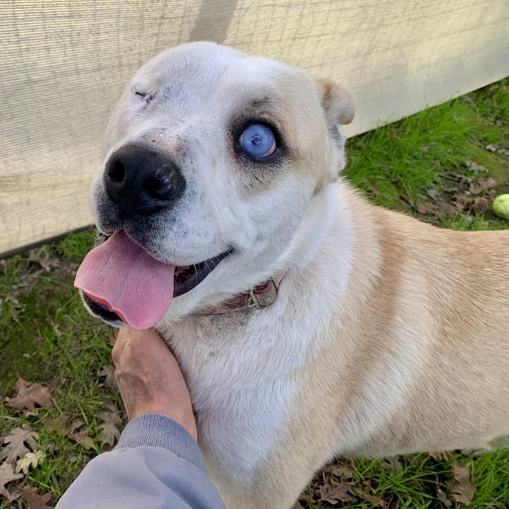 TJ, Adoptable, Adult Male Yellow Labrador Retriever.