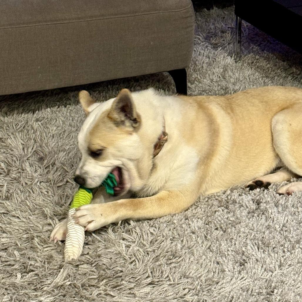 Enlarge TJ, a Adoptable mixed breed in Sonoma, CA image 4/6