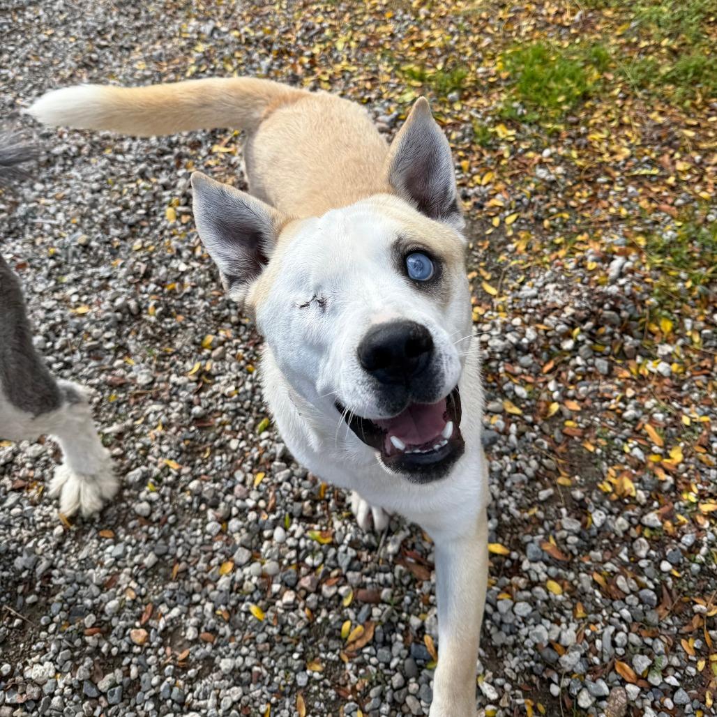 Enlarge TJ, a Adoptable mixed breed in Sonoma, CA image 4/6