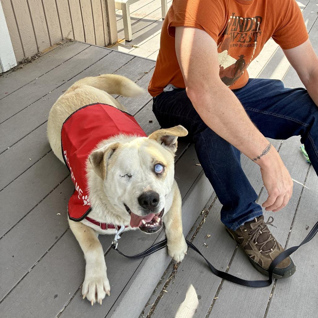 Enlarge TJ, a Adoptable Yellow Labrador Retriever in Sonoma, CA image 3/5