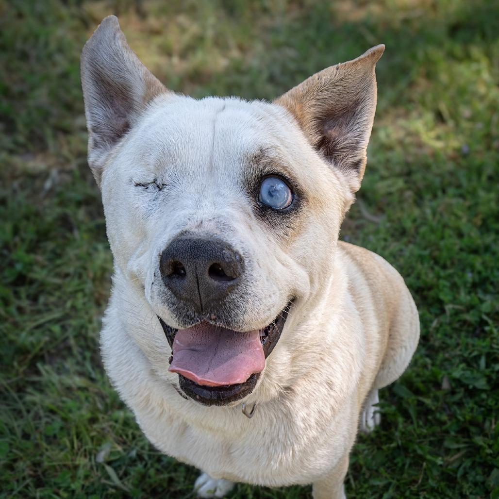 Enlarge TJ, a Adoptable Yellow Labrador Retriever in Sonoma, CA image 4/5