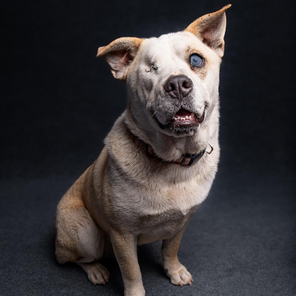 Enlarge TJ, a Adoptable mixed breed in Sonoma, CA image 5/6