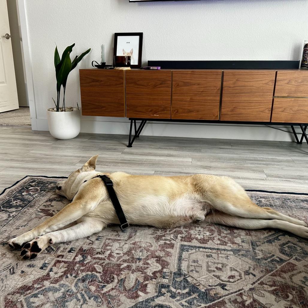 TJ, a Adoptable mixed breed in Sonoma, CA image 4/6