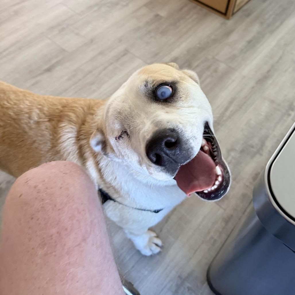 TJ, a Adoptable mixed breed in Sonoma, CA image 5/6