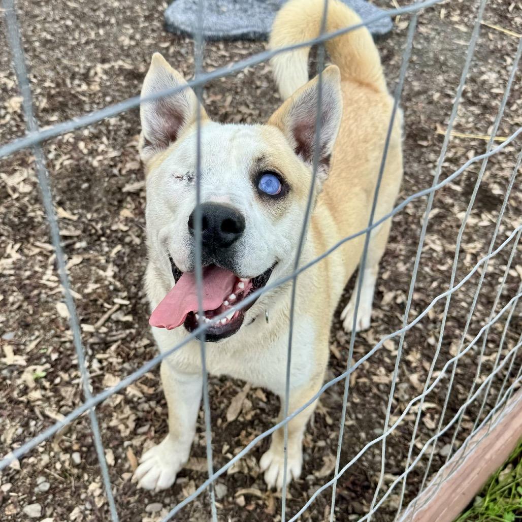 TJ, a Adoptable mixed breed in Sonoma, CA image 6/6
