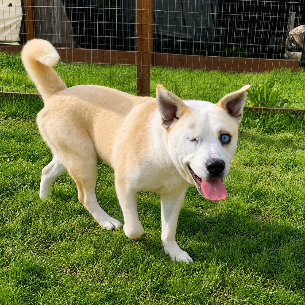 Enlarge TJ, a Adoptable Yellow Labrador Retriever in Sonoma, CA image 5/5