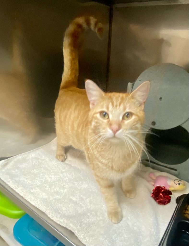 Gus Schumacher, Adoptable, Young Male Domestic Short Hair.