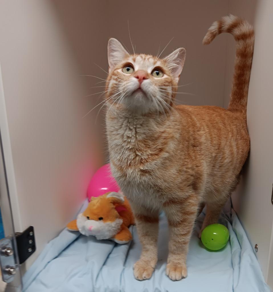 Enlarge Gus Schumacher, a Adoptable mixed breed in Bryant, AR image 2/4