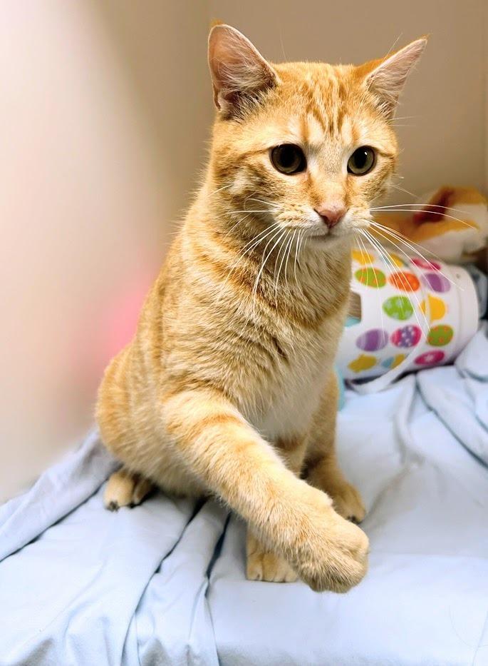 Enlarge Gus Schumacher, a Adoptable mixed breed in Bryant, AR image 3/4