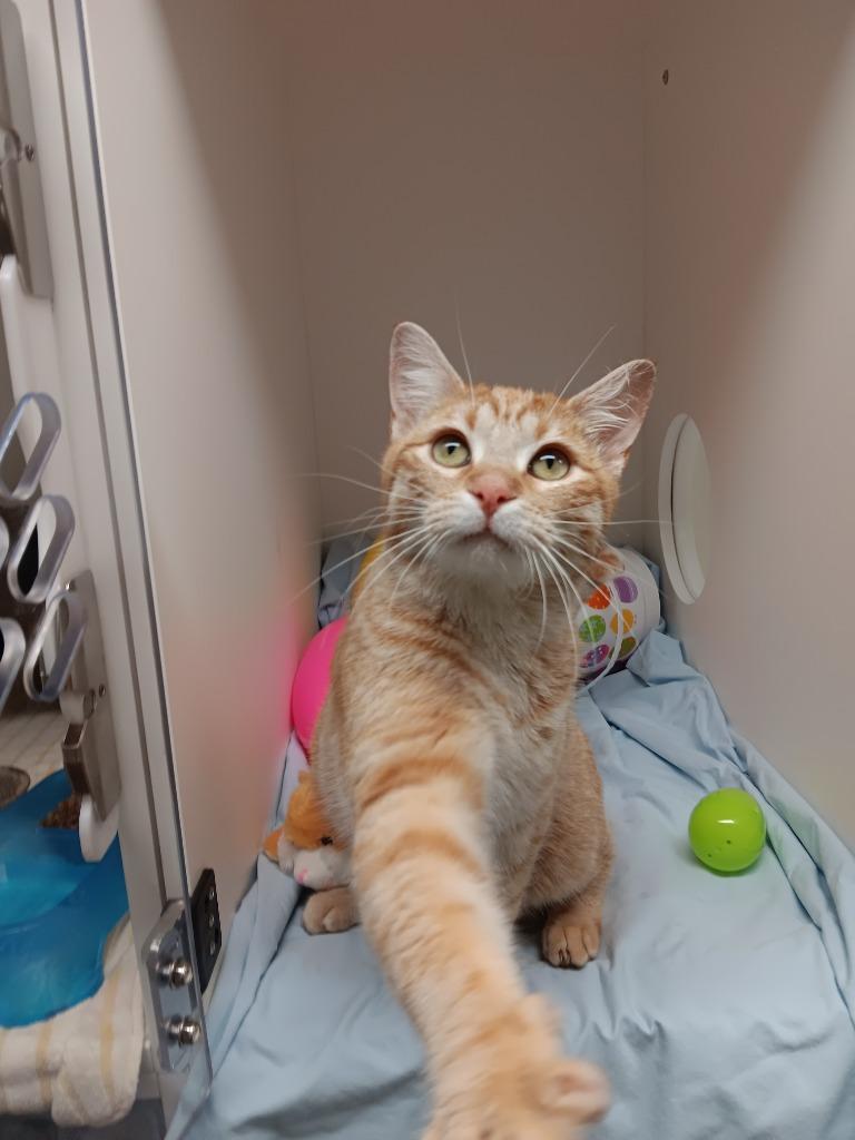 Enlarge Gus Schumacher, a Adoptable mixed breed in Bryant, AR image 4/4