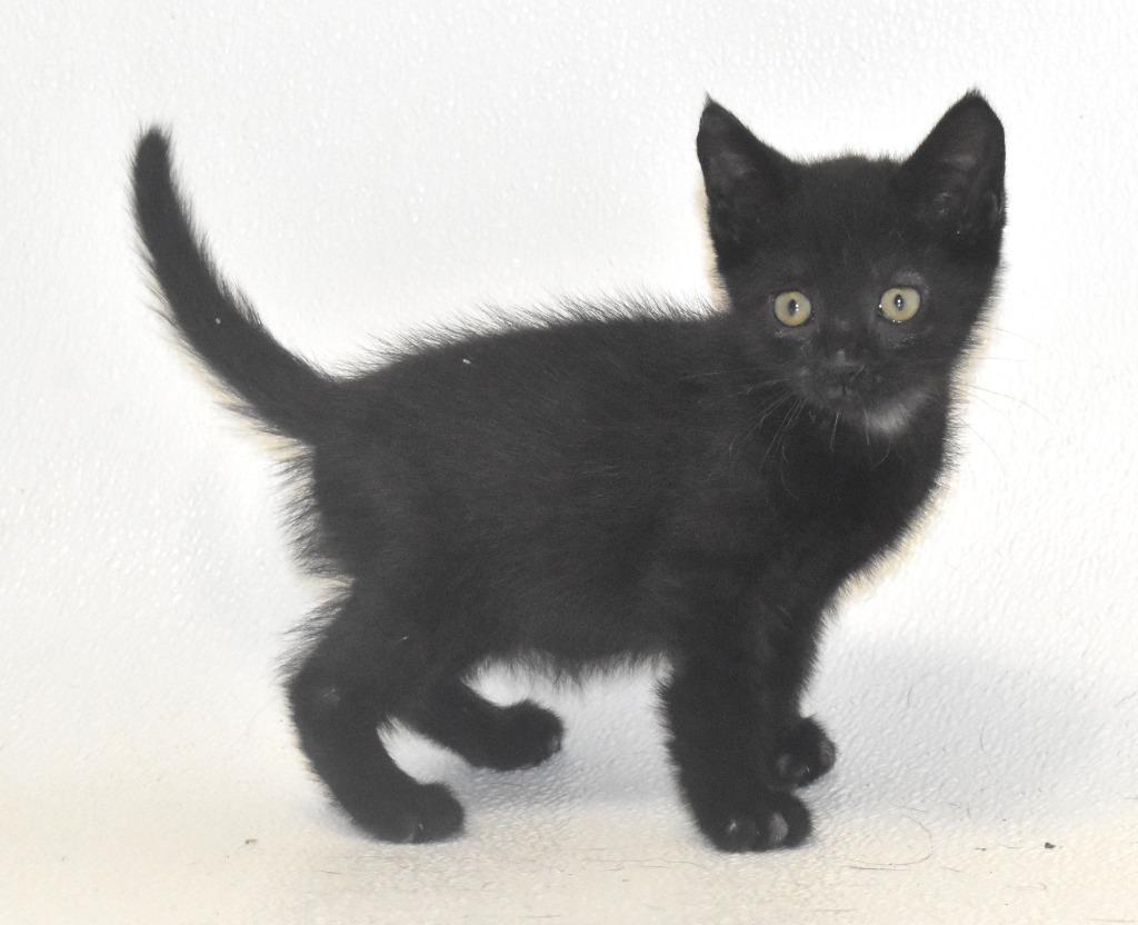 Chocolate, a Adoptable mixed breed in Springfield, OH image 1/3