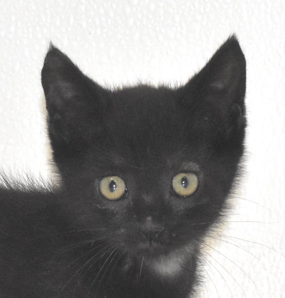 Chocolate, a Adoptable mixed breed in Springfield, OH image 3/3