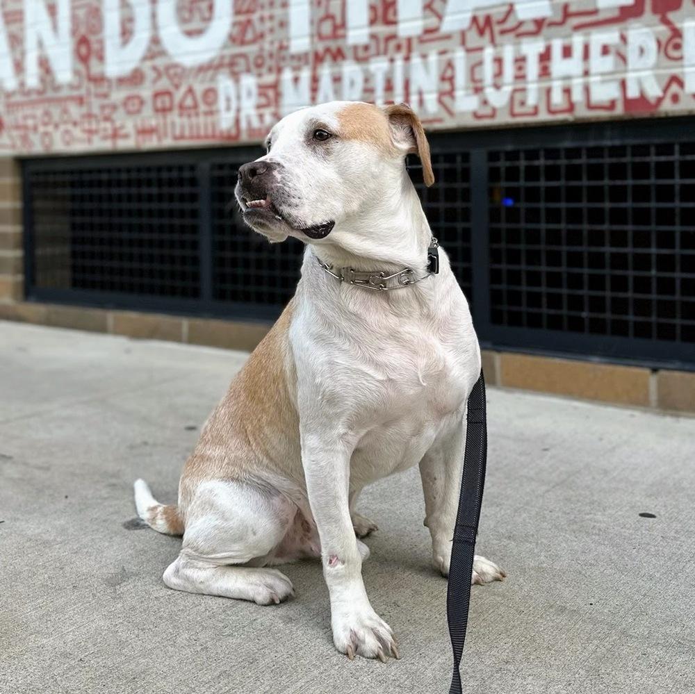 Hero, Adoptable, Adult Male Labrador Retriever & American Bulldog.