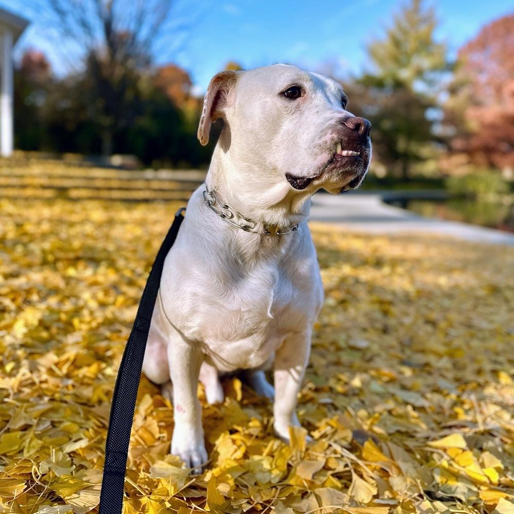 Enlarge Hero, a Adoptable mixed breed in Reynoldsburg, OH image 2/6