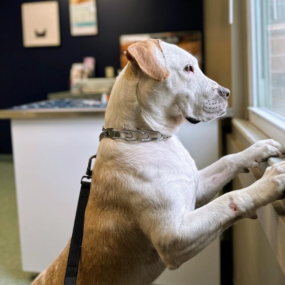 Enlarge Hero, a Adoptable mixed breed in Reynoldsburg, OH image 3/6