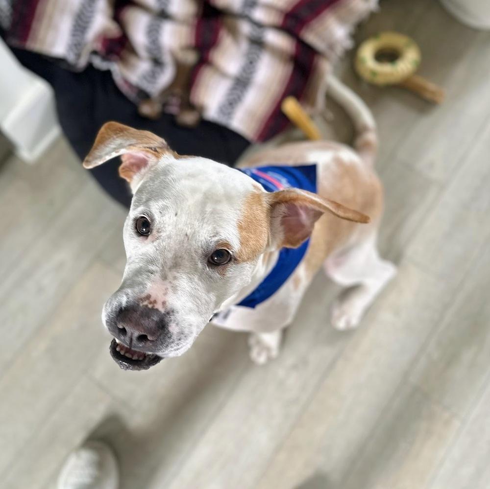 Enlarge Hero, a Adoptable mixed breed in Reynoldsburg, OH image 4/6