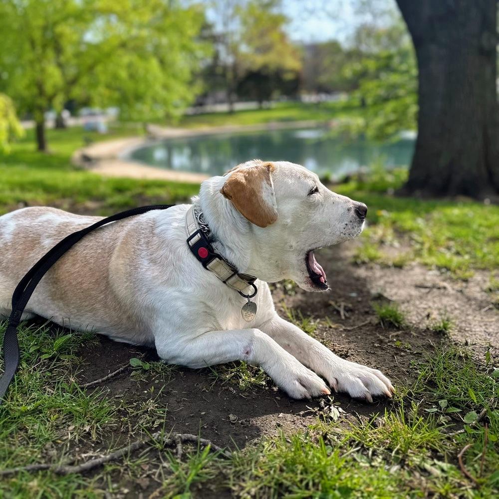 Hero, Adoptable, Adult Male Labrador Retriever & American Bulldog.