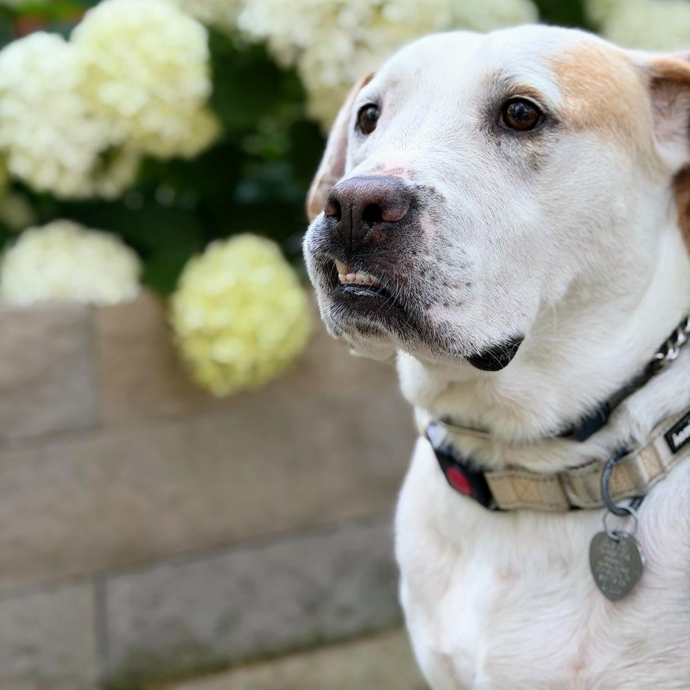 Hero, a Adoptable mixed breed in Reynoldsburg, OH image 2/6