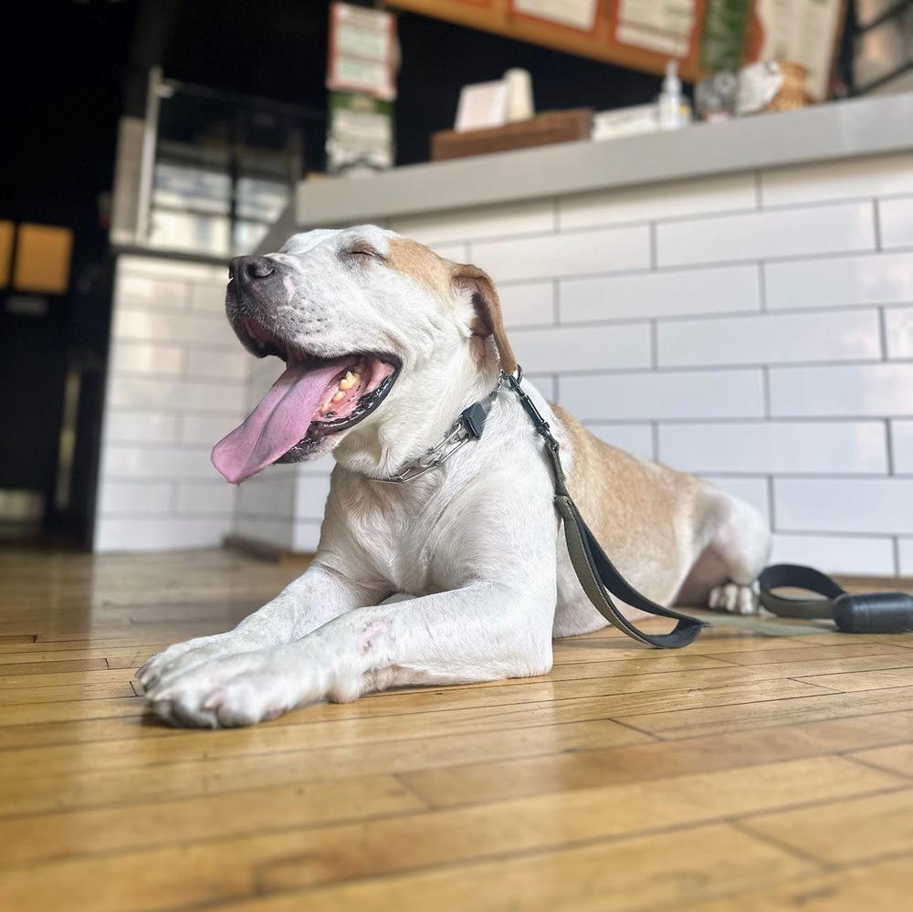 Enlarge Hero, a Adoptable mixed breed in Reynoldsburg, OH image 6/6