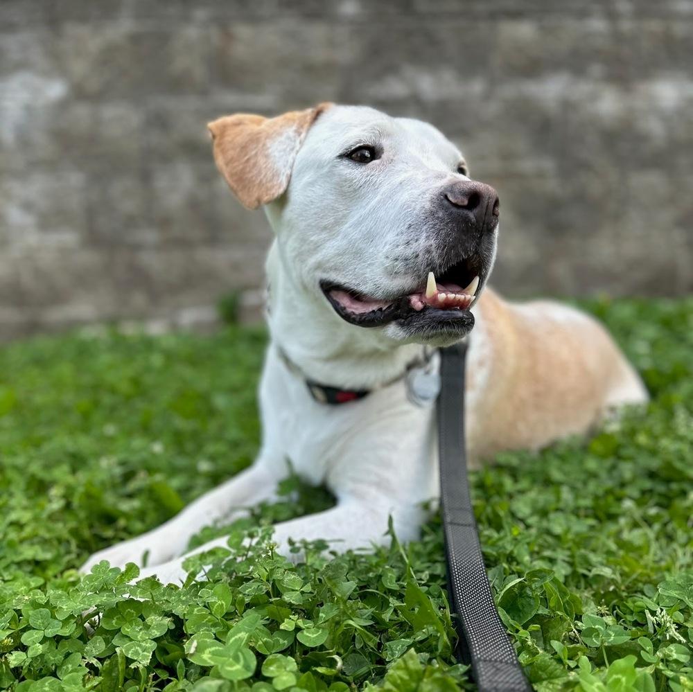 Hero, a Adoptable mixed breed in Reynoldsburg, OH image 3/6
