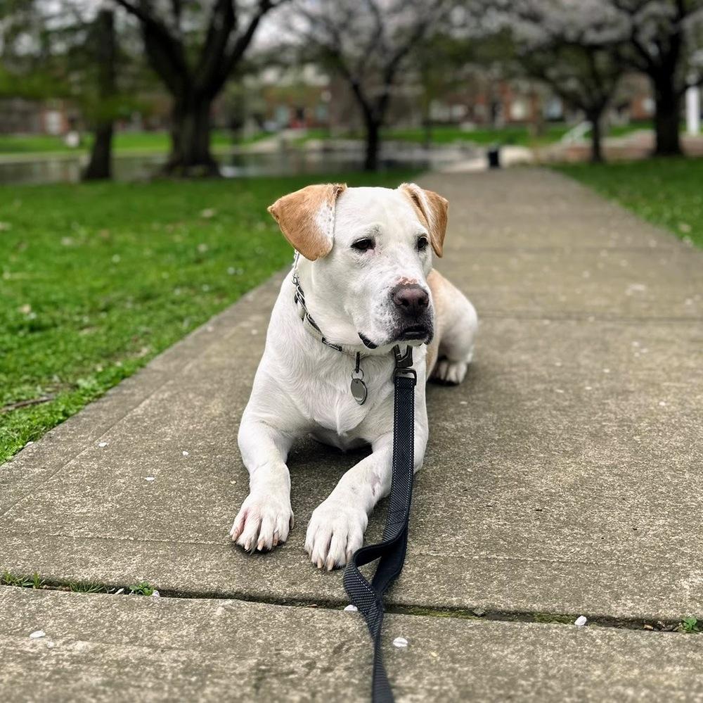Hero, a Adoptable mixed breed in Reynoldsburg, OH image 4/6
