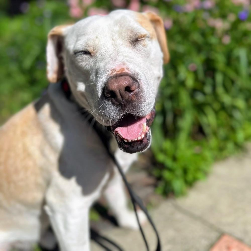 Hero, a Adoptable mixed breed in Reynoldsburg, OH image 5/6