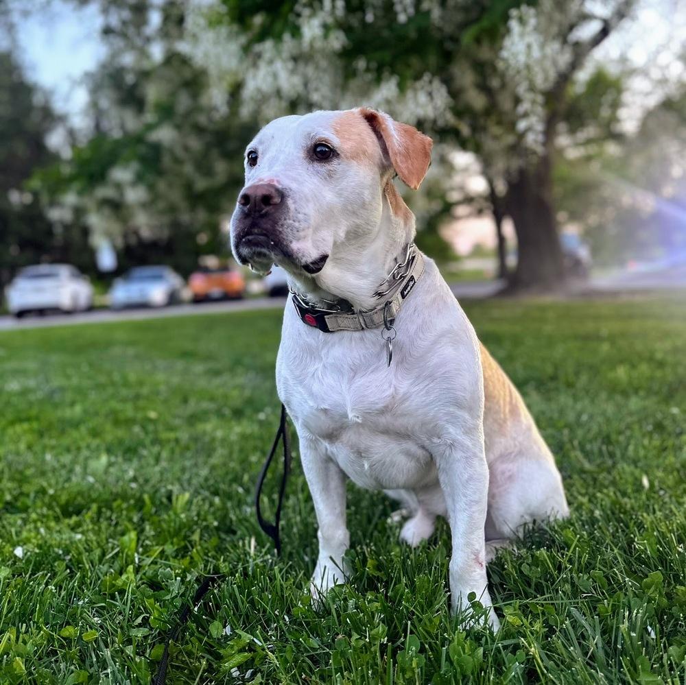 Hero, a Adoptable mixed breed in Reynoldsburg, OH image 6/6