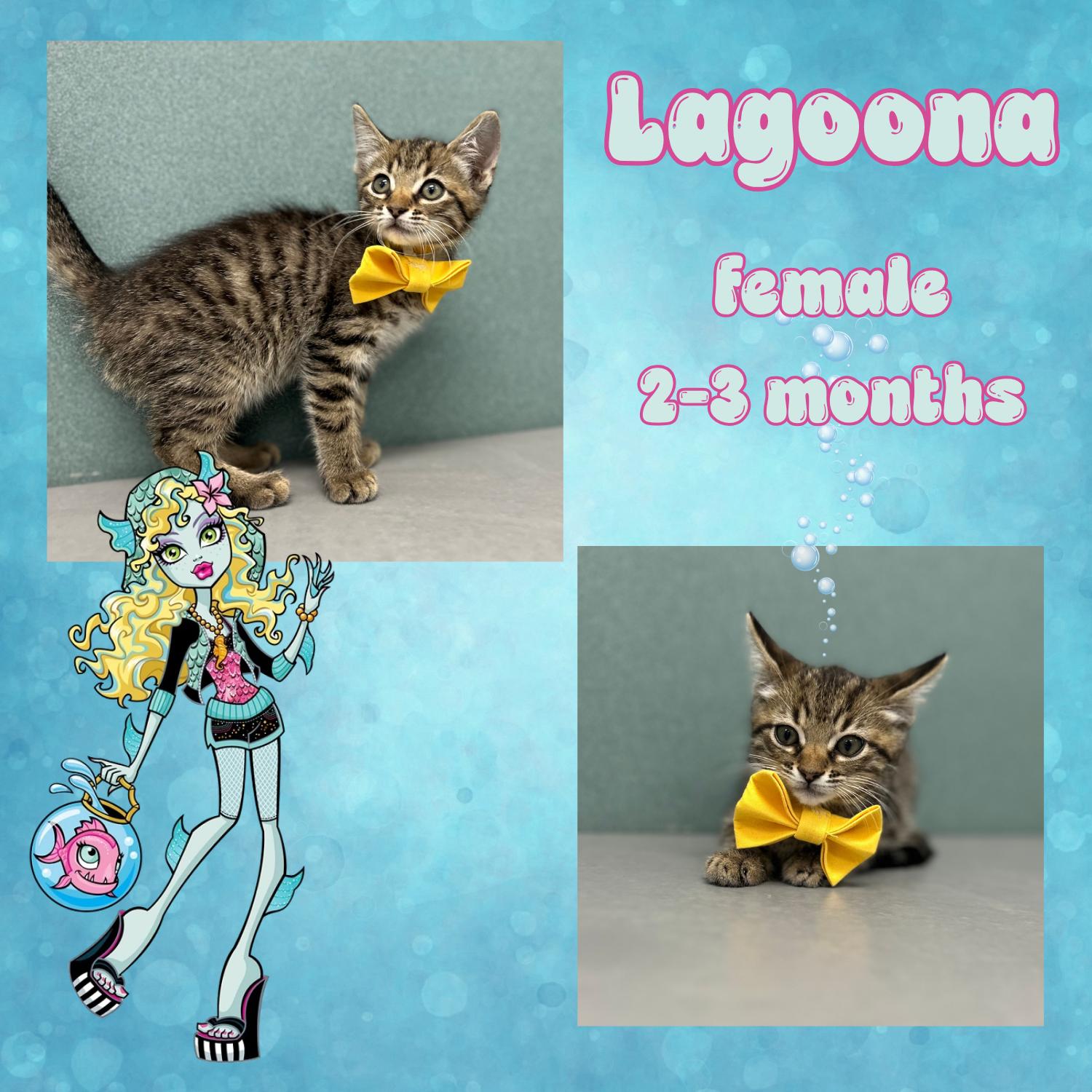 Enlarge Lagoona, a ADOPTABLE Domestic Short Hair in Bardstown, KY image 3/3