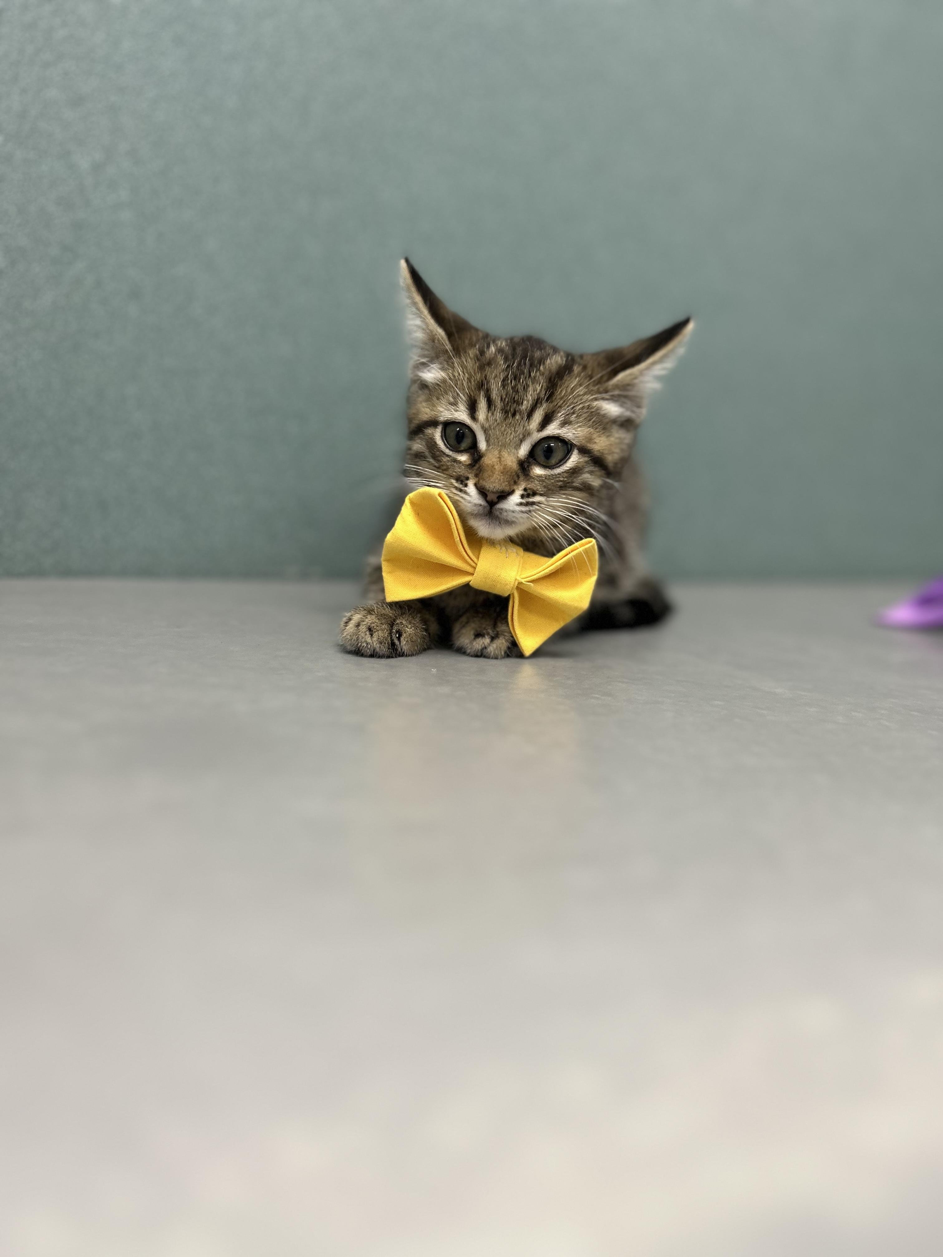 Enlarge Lagoona, a ADOPTABLE Domestic Short Hair in Bardstown, KY image 2/3