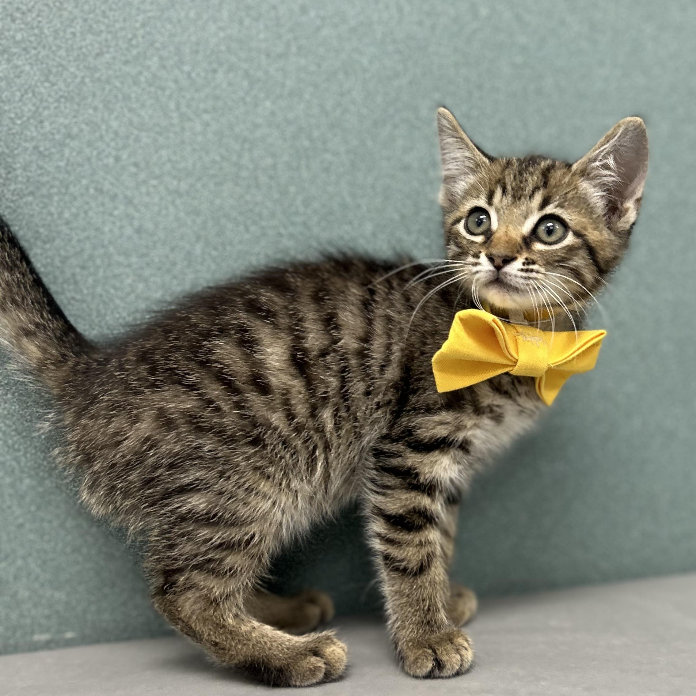 Lagoona, ADOPTABLE, Kitten Female Domestic Short Hair.