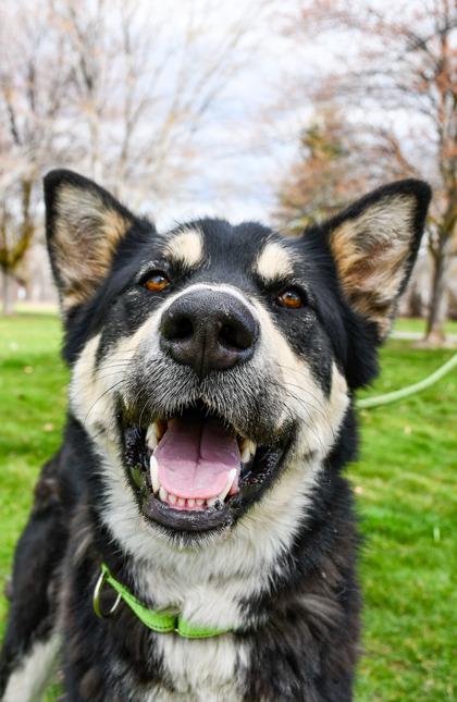 Tyra Banks, Adoptable, Adult Female Alaskan Malamute & Great Dane.