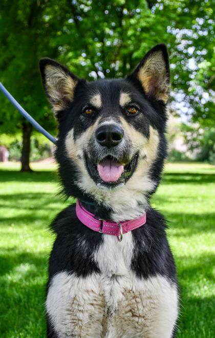 Tyra Banks, a Adoptable mixed breed in Yakima, WA image 1/3