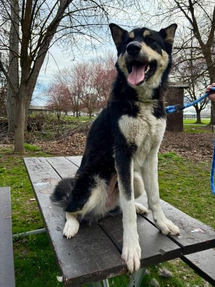 Enlarge Tyra Banks, a Adoptable mixed breed in Yakima, WA image 2/3