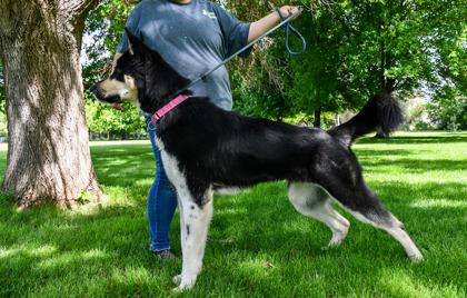 Tyra Banks, a Adoptable mixed breed in Yakima, WA image 2/3